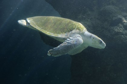 France, Reunion Island, Saint Leu, Kelonia, the Observatory of Marine Turtles (underwater view)