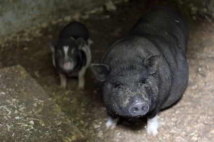 France, Calvados (14), Pays d'Auge, Cambremer, la ferme des Mondeaux, cochon