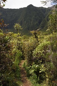 France, Ile de la Reunion, Parc National de la Réunion classé Patrimoine Mondial de l'UNESCO, La Plaine des Palmistes, forêt de Bébour, sentier de randonnée Cassé de Takamaka