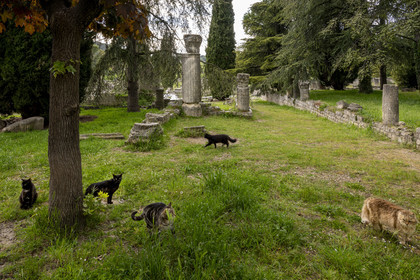 France, Vaucluse (84), Dentelles de Montmirail, Vaison-la-Romaine, site archéologique de la Villasse, chats errants