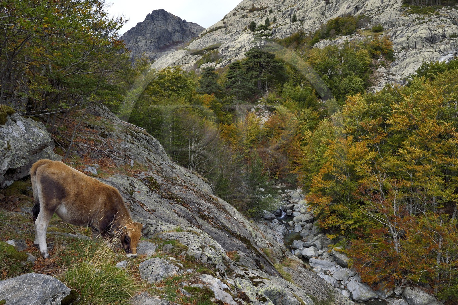 France, Haute-Corse (2B), Vivario, GR 20, étape entre le refuge de l'Onda et Vizzavona, foret de Vizzavona, vache paissant au bord des cascades des anglais, groupe de cascades dans la vallée de l'Agnone au pied du Monte d'Oro