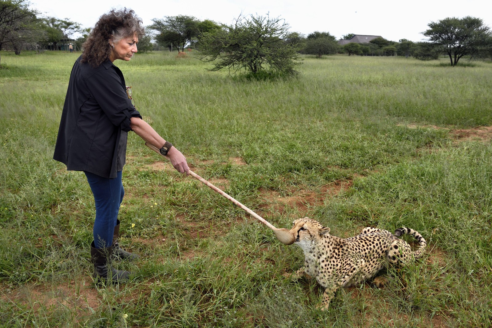 Namibie, Otjiwarongo, Cheetah Conservation Fund, centre de recherche et d'éducation, guépard (Acinonyx jubatus), récompense donnée en échange du leurre que le guépard a chassé, l'exercice a pour but de le garder en forme, Dr Laurie Marker fondatrice et directrice exécutive du CCF fondé en 1990