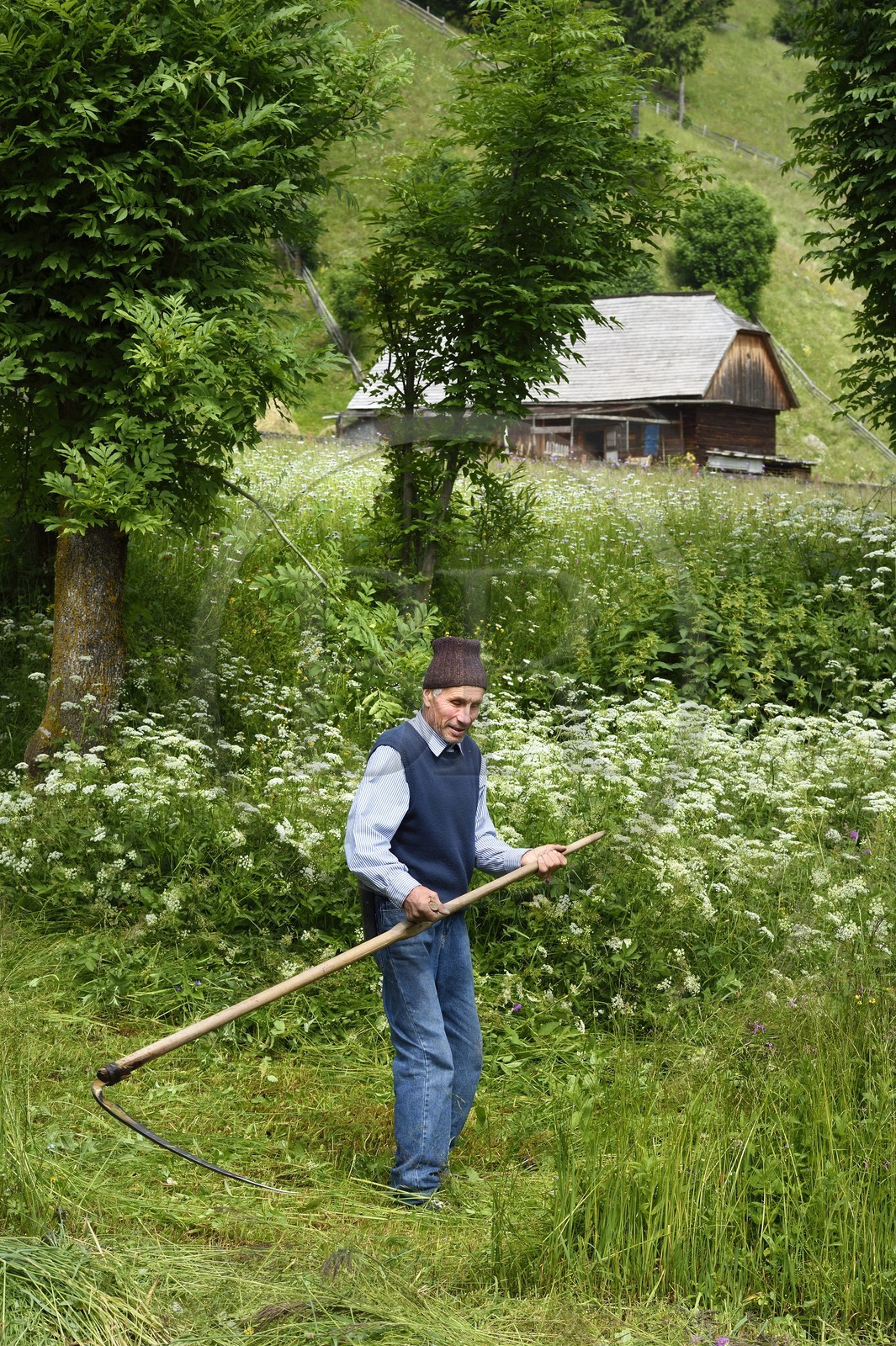 Roumanie, Transylvanie, région de Brasov, Moieciu de Sus dans les monts Fagaras dans les Carpates du Sud, un paysan fauche son prés avec une faux