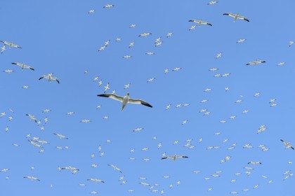 France, Cotes-d'Armor, Perros-Guirec, Sept-Iles Archipelago and bird sanctuary, Rouzic island, northern gannets colony (Morus bassanus), single point of nesting in France for more than 20,000 couples