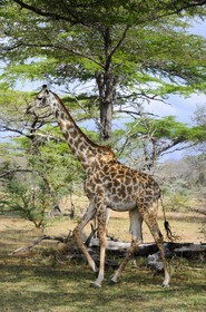 Tanzanie, Reserve de gibier de Selous une des plus grandes zones protégées au monde et inscrite sur la liste du patrimoine mondial de l’Unesco depuis 1982, girafe (Giraffa camelopardalis)