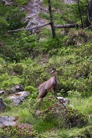 France, Alpes-Maritimes, parc national du Mercantour (Mercantour National Park), Valmasque valley, chamois (Rupicapra rupicapra)