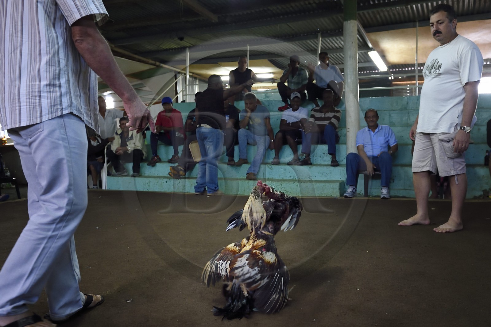 France, Ile de la Reunion, Petit Tampon, combat de coqs dans le Rond de Coq