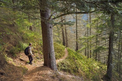 France, Vosges, Le Valtin, hike in the Valtin valley in the upper Meurthe valley, crossing a white fir tree forest