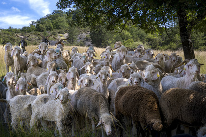 France, Drome, regional natural park of Baronnies provencales, Saint Sauveur Gouvernet, Mohair du Moulin farm in the Ennuye river valley, Angora goat breeding
