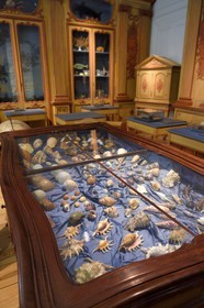 France, Charente-Maritime (17), La Rochelle, le Muséum d'histoire naturelle (muséum Lafaille), cabinet de curiosités du naturaliste Clément Lafaille