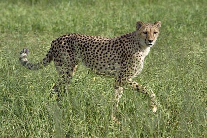 Namibie, Otjiwarongo, Cheetah Conservation Fund, centre de recherche et d'éducation, guépard (Acinonyx jubatus) dans les hautes herbes