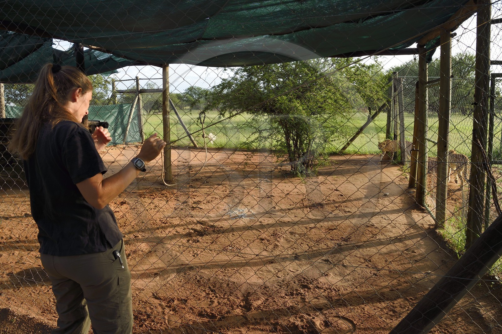 Namibie, Otjiwarongo, Cheetah Conservation Fund, centre de recherche et d'éducation, guépards (Acinonyx jubatus) pénétrant dans l'enclos où ils seront nourris