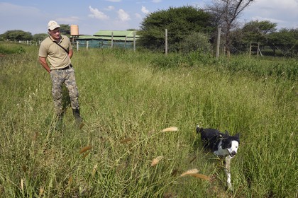 Namibie, Otjiwarongo, Cheetah Conservation Fund, centre de recherche et d'éducation, Quentin de Jager forme son chien à la recherche d'excréments (de guépards et autres) souvent sur les bords des routes aux abords de fermes pour le laboratoire du CCF