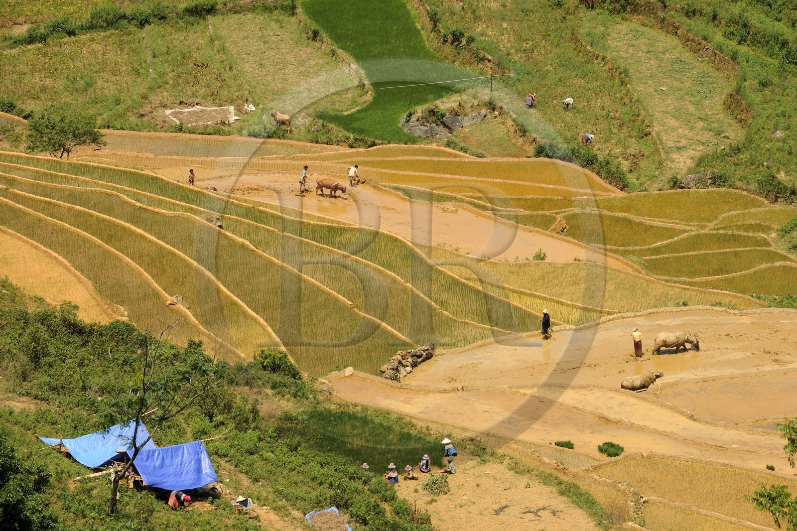 Vietnam, province de Lao Cai, région de Bac Ha, Can Cau, rizières en terrasses