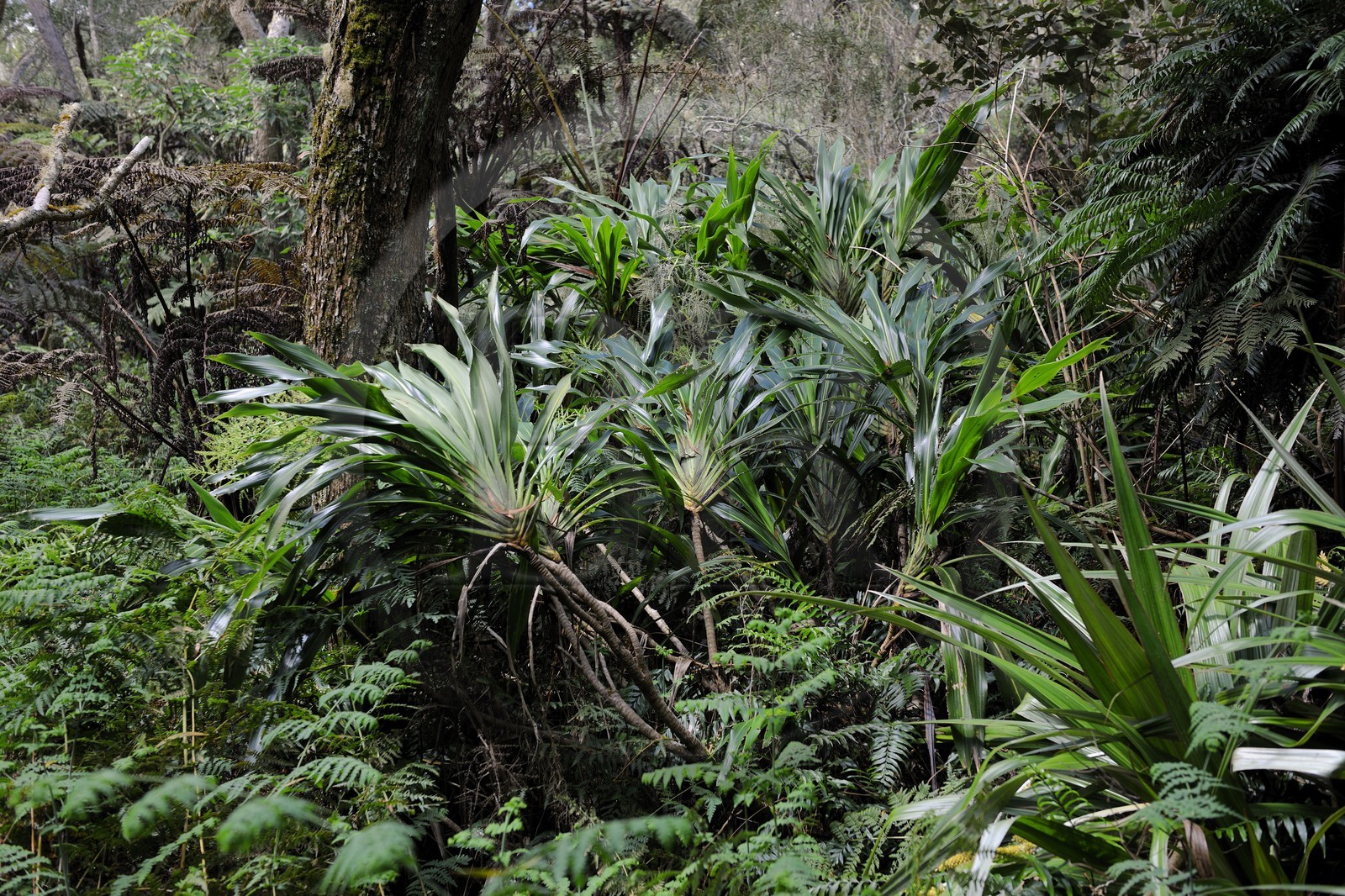 France, île de la Réunion, forêt de Bélouve