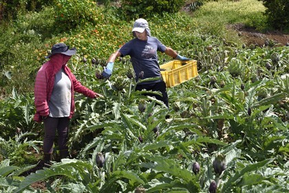 France, Ile de la Reunion, Le Tampon, la Plaine des Cafres, les agriculteurs Jacqueline et Jean-Pierre Lacaille dans leur champ d'artichauts