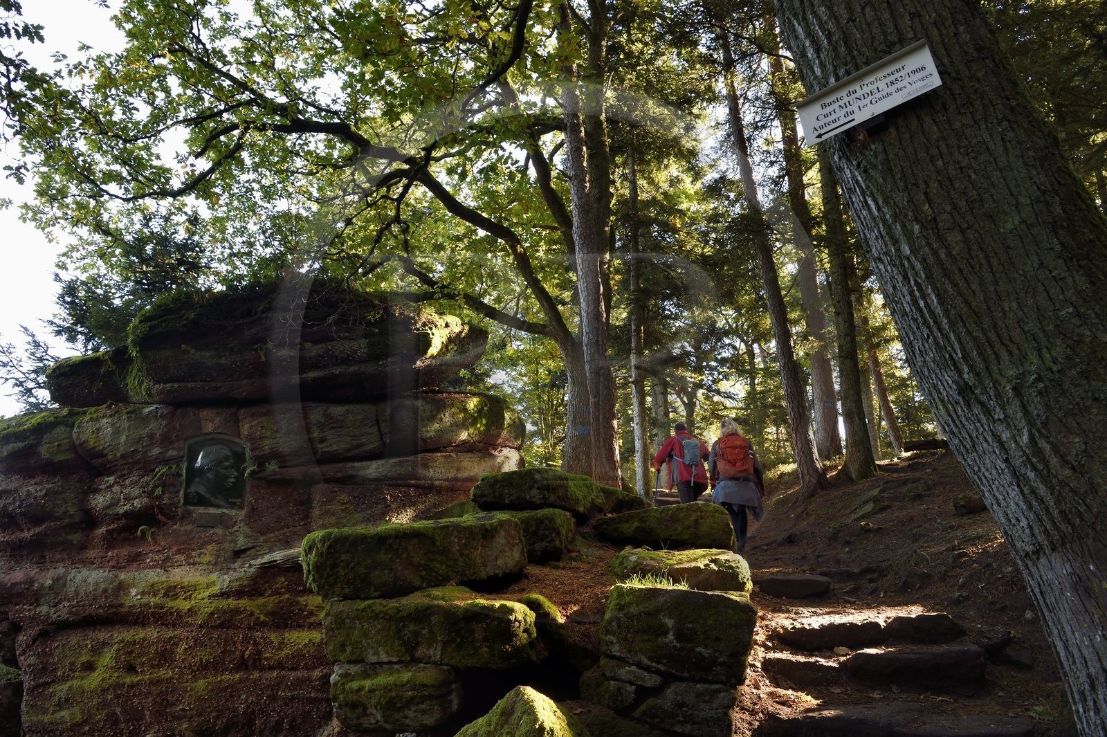 France, Bas-Rhin (67), Mont Saint-Odile, randonnée le long du Mur Païen, vestige d'un mur d'enceinte probablement de l'époque mérovingienne d'une longueur totale de onze kilomètres, buste de Curt Mundel