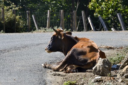 France, Haute-Corse (2B), Castagniccia, vache semi-sauvage en liberté sur une route