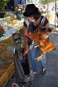 France, Reunion island (French overseas department), Saint-Pierre, Saturday market, poultry stalls