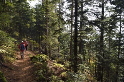 France, Bas Rhin, Mont Saint Odile, hiking the chemins des Chateaux-forts d'Alsace (paths of the castles of Alsace) towards Landsberg castle