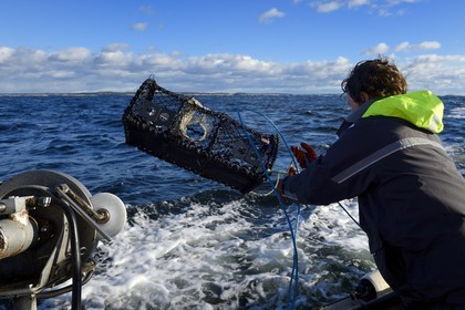 Sweden, Västra Götaland, Koster Islands, out to sea to retrieve lobster traps, the fisherman rejects empty lockers at sea