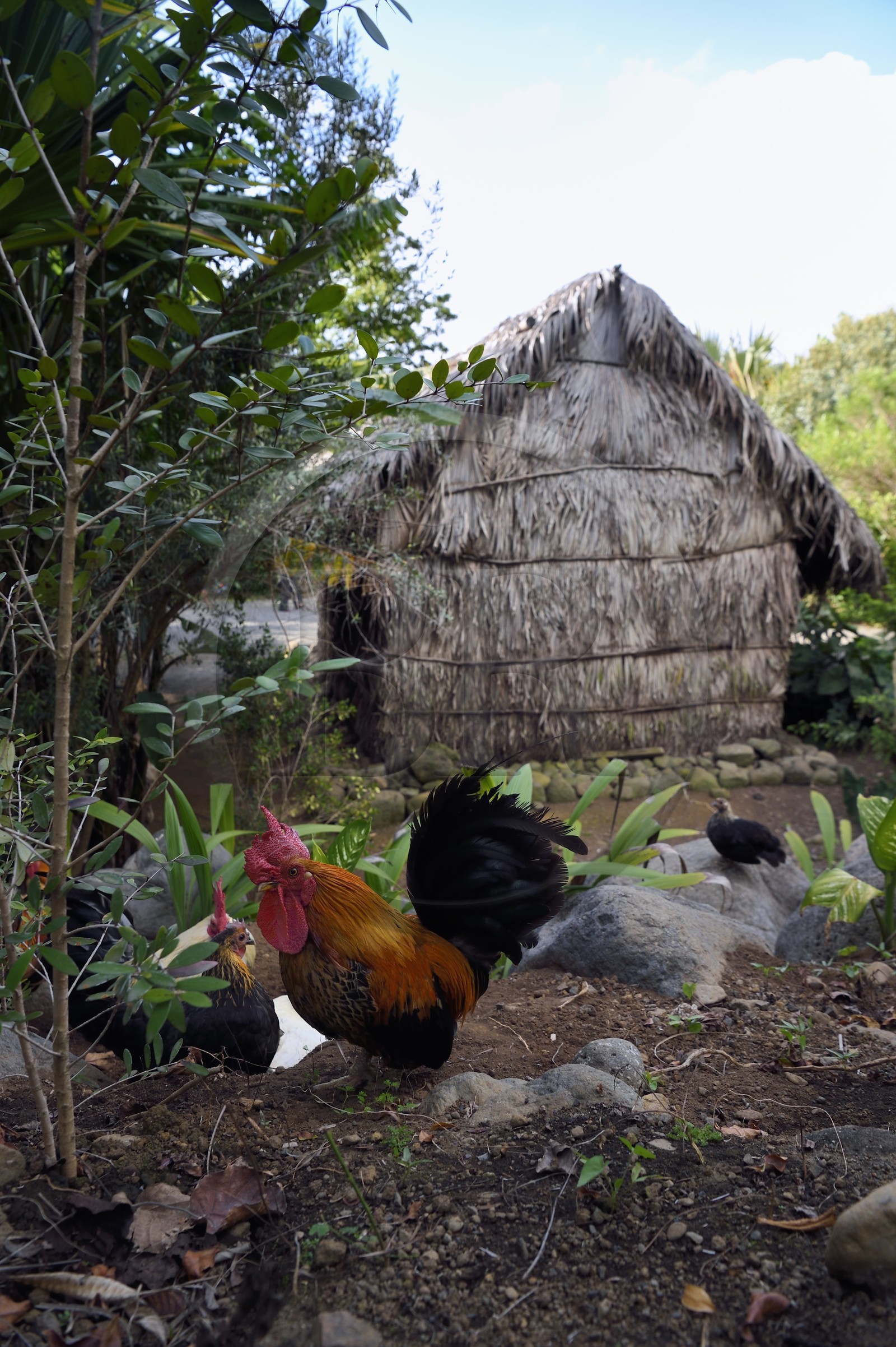 France, Ile de la Reunion, Saint Pierre, Jardin Botanique du Domaine du Café Grillé, reconstitution d'une case réunionnaise traditionnelle