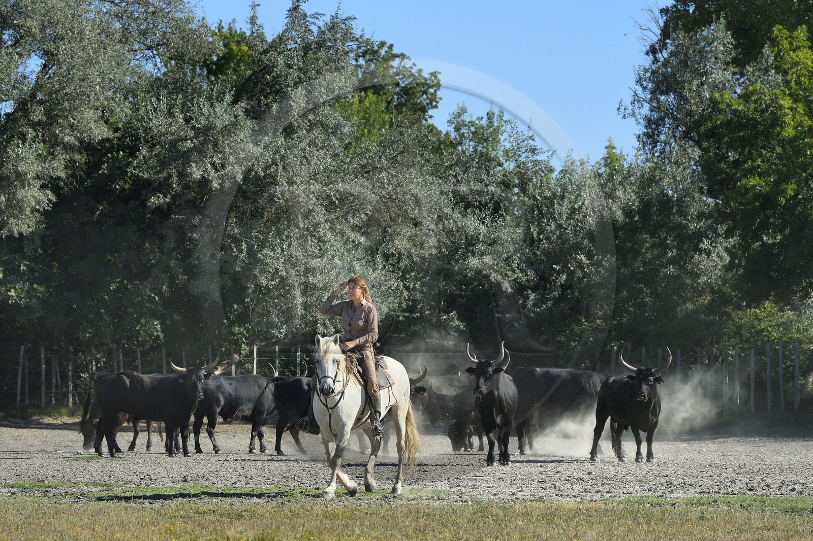 France, Bouches-du-Rhône (13), Parc naturel régional de Camargue, Mas du Menage, manade Saint Antoine (Cauzel), la manadière Florence Clauzel, éleveuse de chevaux et taureaux de Camargue France, Bouches-du-Rhône (13), Parc naturel régional de Camargue, Mas du Menage, manade Saint Antoine (Cauzel), la manadière Florence Clauzel, éleveuse de chevaux et taureaux de Camargue