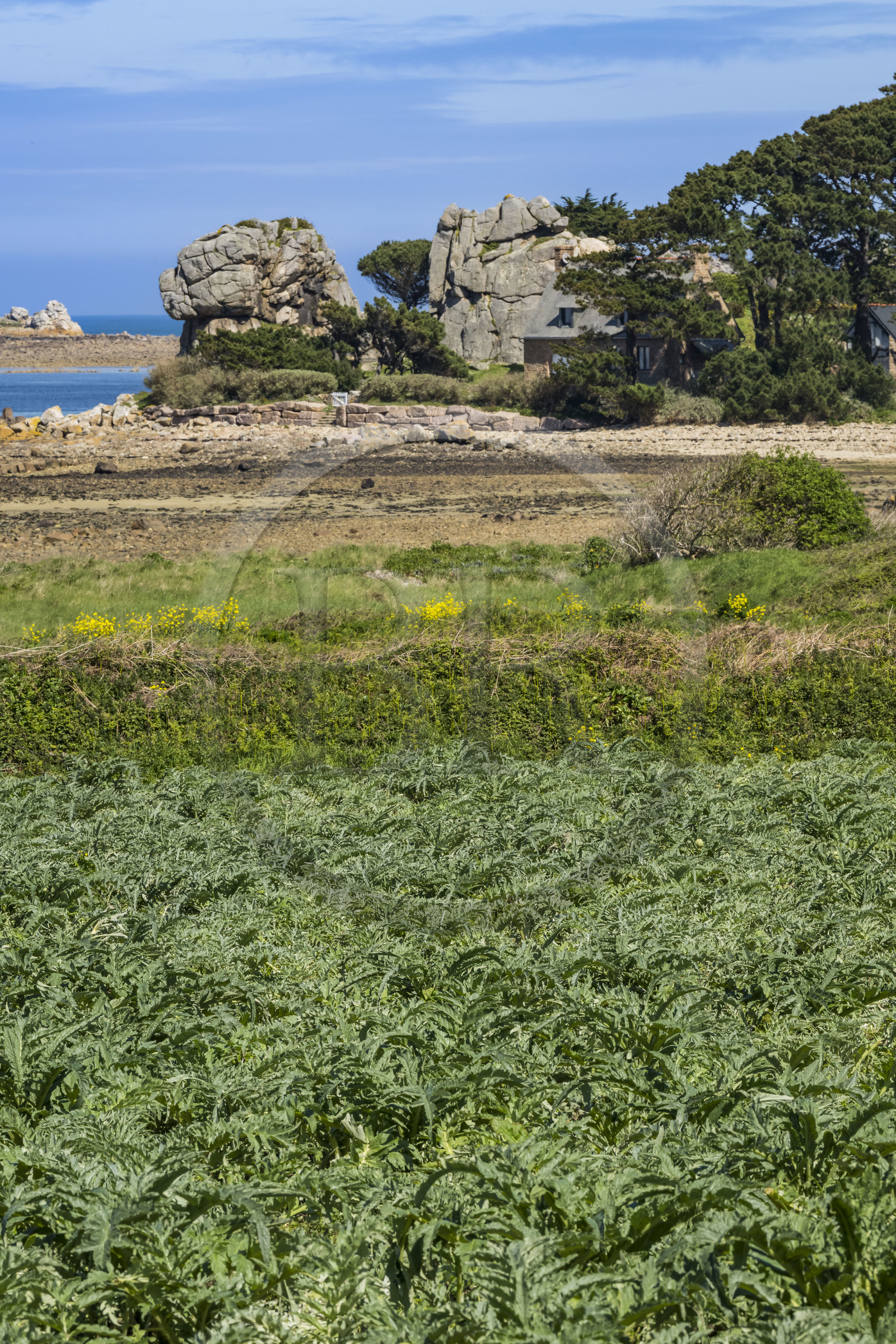 France, Côtes-d'Armor (22), Côte d'Ajoncs, Plougrescant, Anse de Pors (Porz) Scaff, culture d'artichauts au premier plan