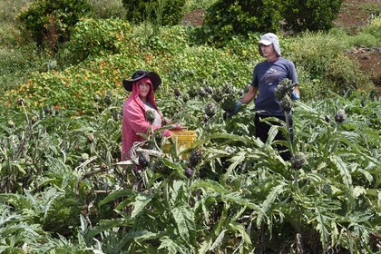 France, Ile de la Reunion, Le Tampon, la Plaine des Cafres, les agriculteurs Jacqueline et Jean-Pierre Lacaille dans leur champ d'artichauts
