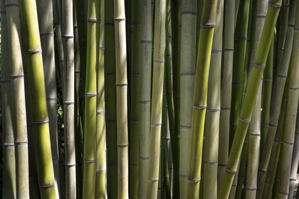 France, Alpes-Maritimes, Menton, Val Rahmeh Botanical Garden, bamboo