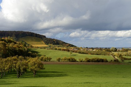 France, Meuse (55), Parc régional de Lorraine, Cotes de Meuse, Hattonchâtel, mirabelliers