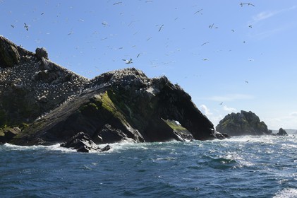 France, Cotes-d'Armor, Perros-Guirec, Rouzic island, Sept-Iles Archipelago and bird sanctuary, northern gannets colony (Morus bassanus)
