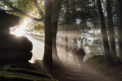France, Bas Rhin, Mont Saint Odile, hike along the Pagan Wall, vestige of a wall probably from the Merovingian period with a total length of eleven kilometers, sunrise in the early morning mist