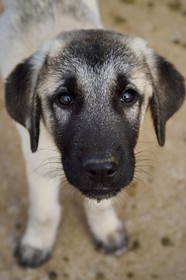 Namibia, Otjiwarongo, Cheetah Conservation Fund, research and education centre, CCF’s Livestock Guarding Dog Program has been highly effective at reducing predation rates and thereby reducing the inclination by farmers to trap or shoot cheetahs, Anatolian shepherd Kangal dog breeding