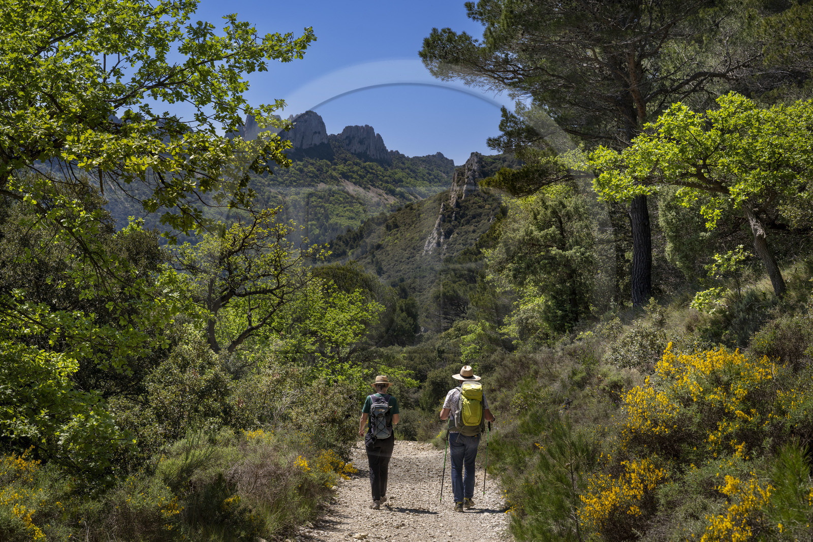 France, Vaucluse, Dentelles de Montmirail mountains, Gigondas, hikers on a path along the Dentelles Sarrasines in the heart of the massif