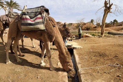 Iran, Isfahan province, Dasht-e Kavir desert, the oasis of Arousan in Khur and Biabanak County, dromedaries drinking