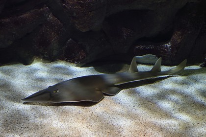 France, Charente-Maritime (17), La Rochelle, Aquarium La Rochelle, Mention obligatoire, zone océanique, raie guitare (Rhynchobatus djiddensis)