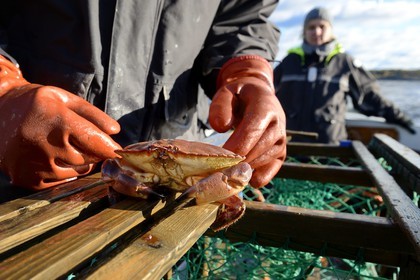 Sweden, Västra Götaland, Koster Islands, out to sea to retrieve lobster traps, crab is often found in the lockers