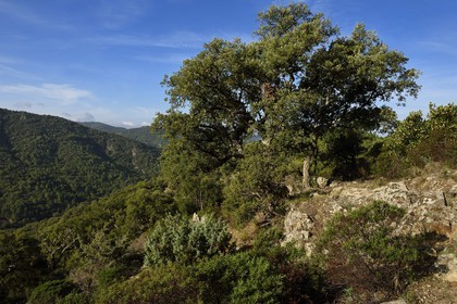 France, Var (83), Massif des Maures, Collobrières, randonnée des Menhirs de Lambert, chêne liège (Quercus suber)