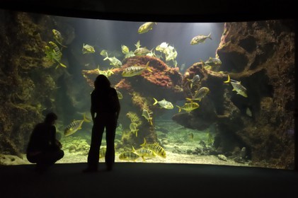 France, Charente-Maritime (17), La Rochelle, l'Aquarium