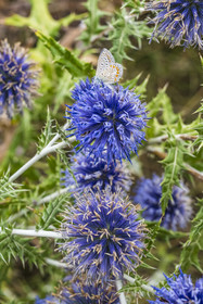 France, Var (83), Provence Verte, Bras, vers Saint-Maximin-la-Sainte-Baume, chardon bleu (Echinops ritro)