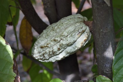 France, Ile de la Reunion, Saint Pierre, Jardin Botanique du Domaine du Café Grillé, cabosse de cacaoyer