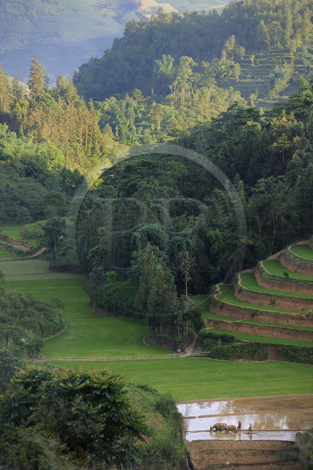 Vietnam, province de Lao Cai, région de Bac Ha, paysan labourant une rizière en terrasses avec un buffle