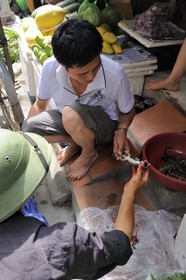 Vietnam, Hanoï, quartier Le Duan dans la vieille ville, vente de lézards