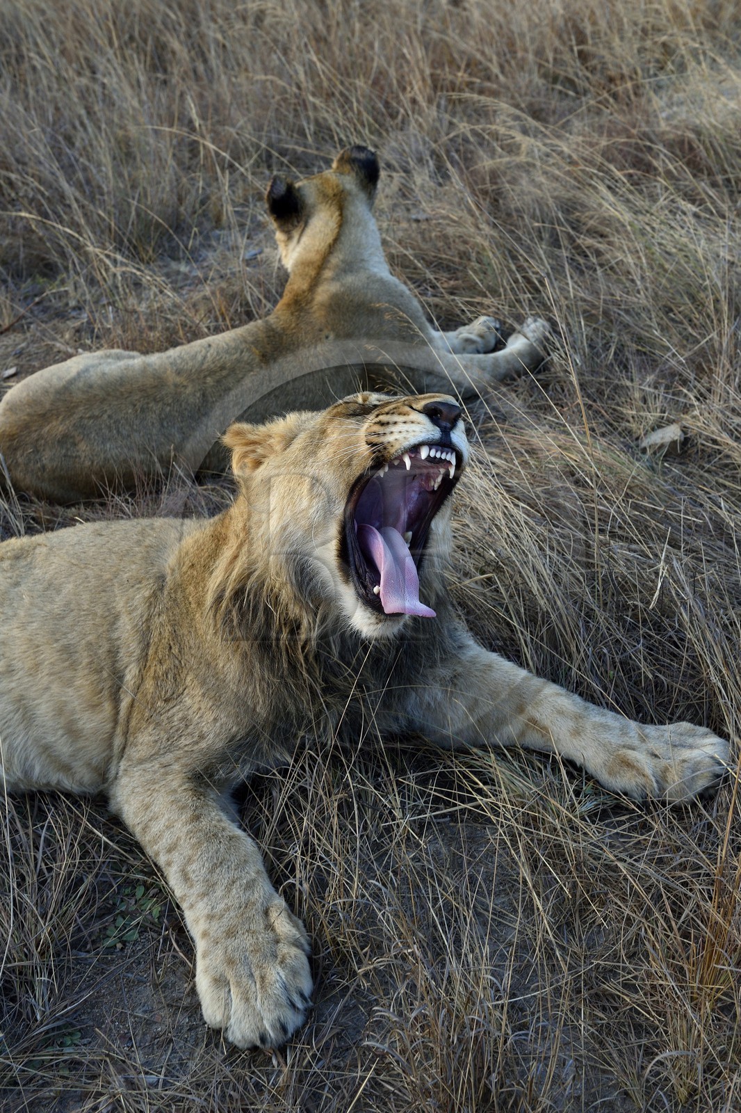 Zimbabwe, province des Midlands, Gweru, Antelope Park qui abrite ALERT (African Lion and Environmental Research Trust), jeune lion et lionne (panthera leo)