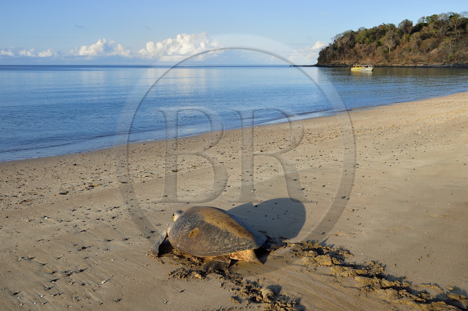 France, Ile de Mayotte, Grande-Terre, Kani-Keli, plage de N’Gouja, tortue verte (Chelonia mydas) rejoignant la mer après la ponte