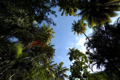Caribbean sea, Saint Lucia island, the botanical garden in Soufriere