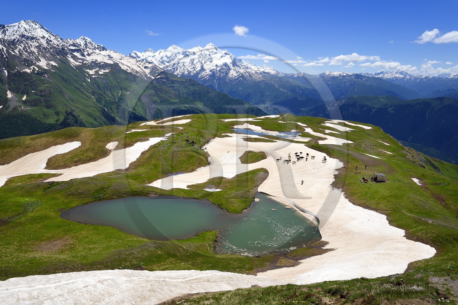 Géorgie, Haute Svanétie (Zemo Svaneti), Mestia, troupeau de vache autour du lac Koruldi sur les contrefort du mont Ouchba (Ushba)