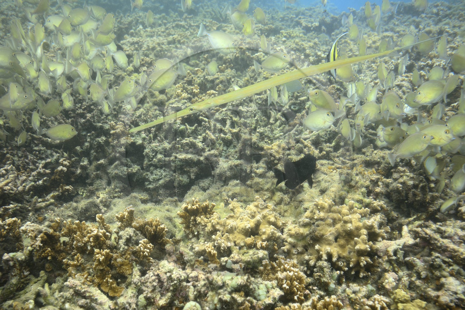 France, Ile de la Reunion, Côte Ouest, Saint-Gilles-Les-Bains (commune de Saint-Paul), le récif corallien du lagon de l'Ermitage et de La Saline-Les-Bains, poisson trompette  (Aulostomus chinensis) (vue sous-marine)