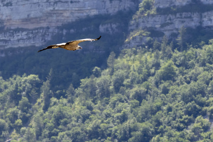 France, Drome, regional natural park of Baronnies provencales, Rémuzat, Saint-Laurent plateau, flight of a griffon vulture (Gyps fulvus) over the Oule valley